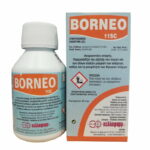 Borneo