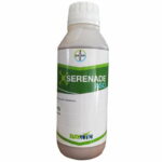 Serenade Aso